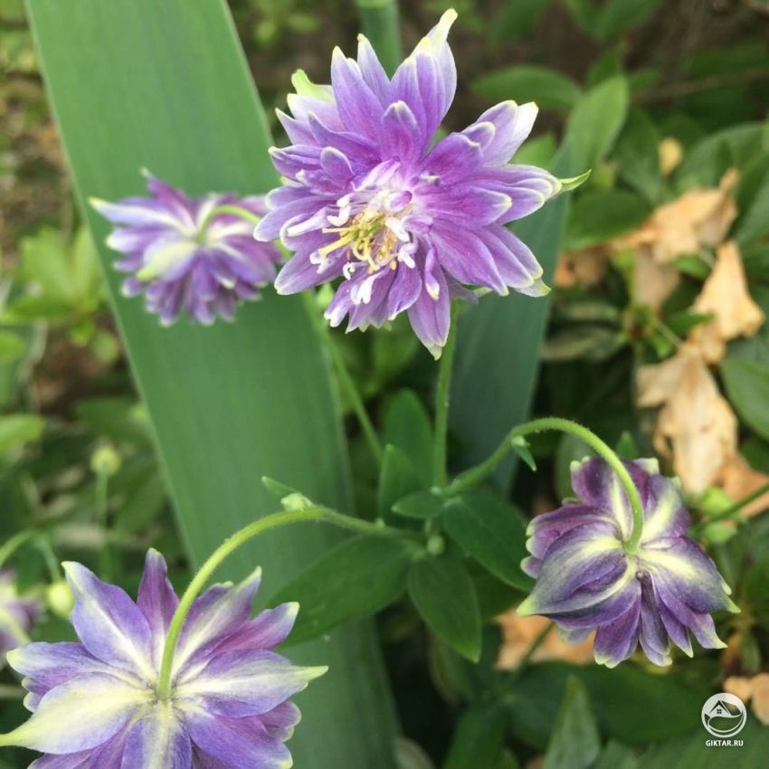 Махровые цветки аквилегии. Махровые цветки аквилегии: махровость достигается за счет увеличения количества чашелистиков.