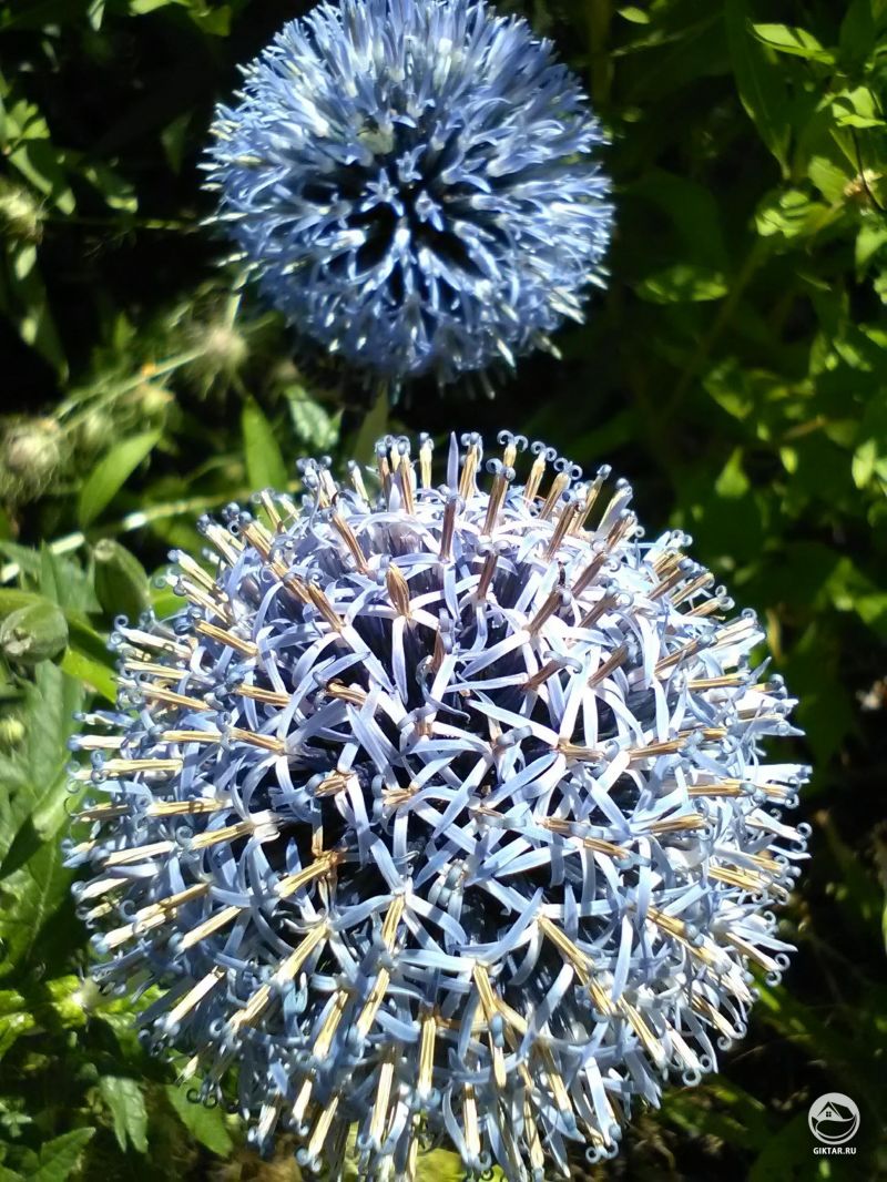 Шар мордовника (Эхинопс) вблизи