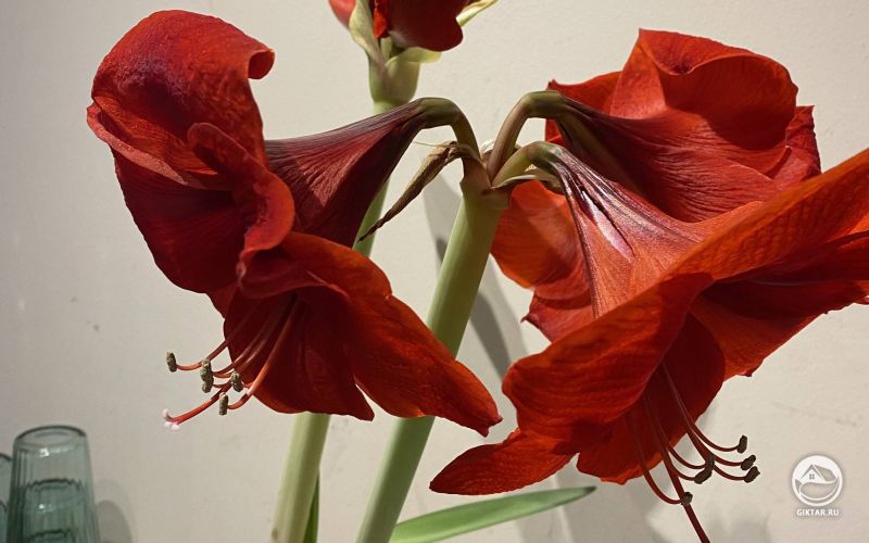 Цветущий гипераструм