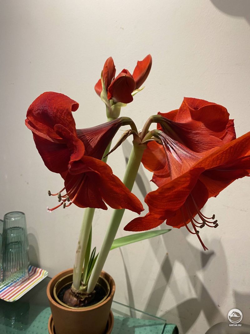 Цветущий гипераструм