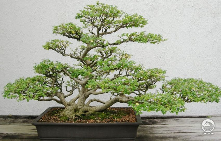 Бирючина китайская. Бонсай. Бирючина китайская. Бонсай.