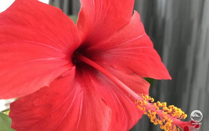Гибискус. Цветение.