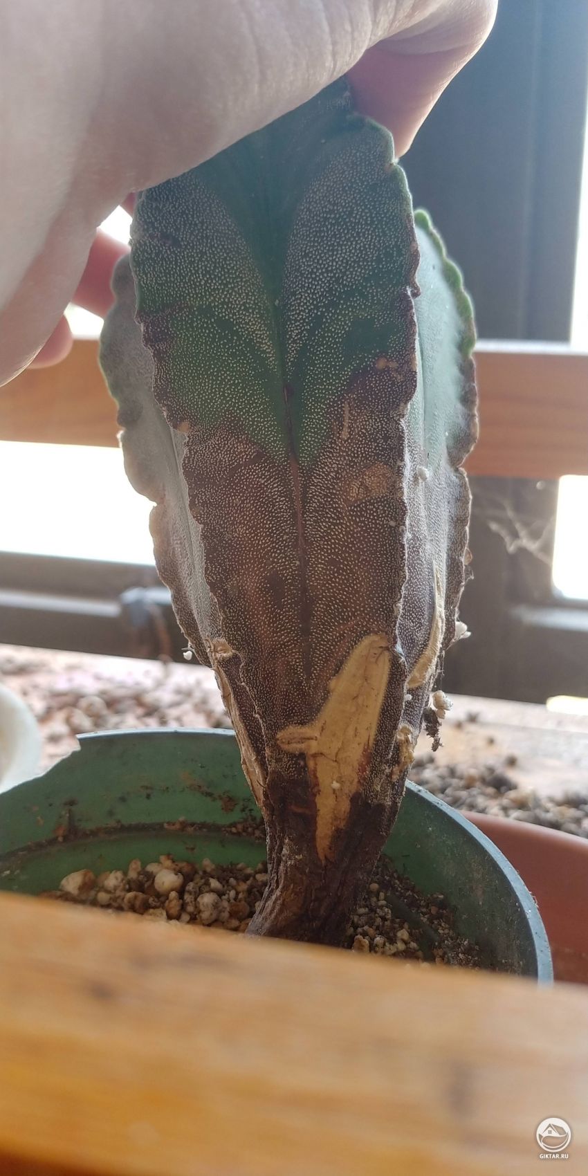 Проблемы Астрофитума мириостигма