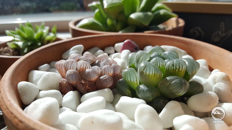 Хавортия притупленная и хавортия Купера