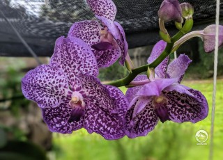 Цветущая на улице орхидея