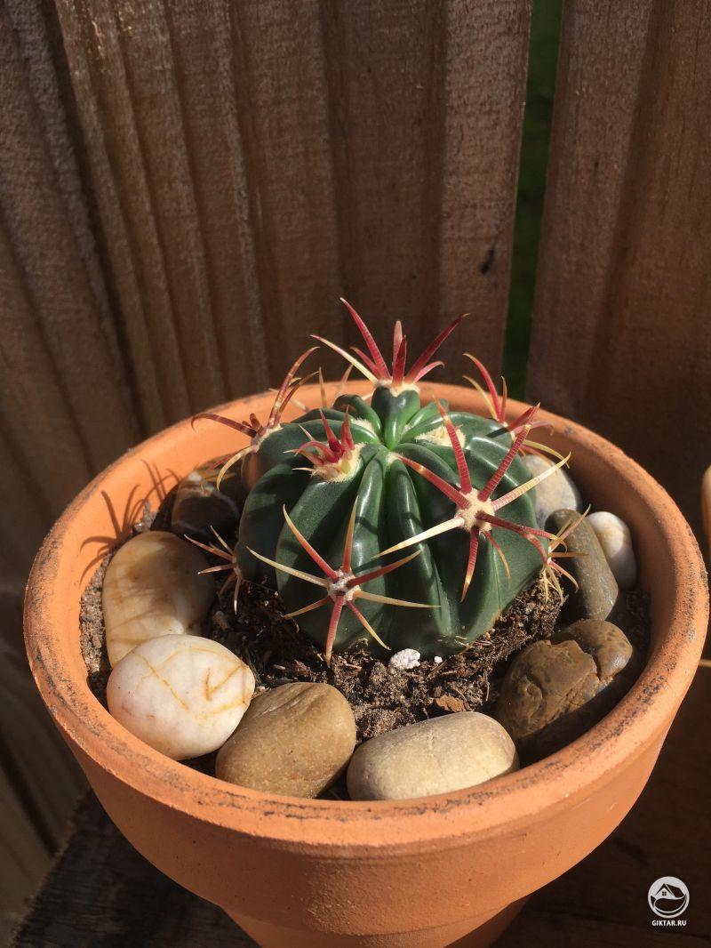 Ферокактус Ковилла