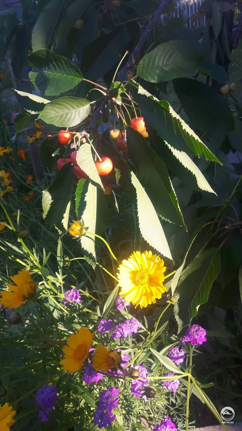 Мое молодое вишневое дерево наконец-то дало плоды!