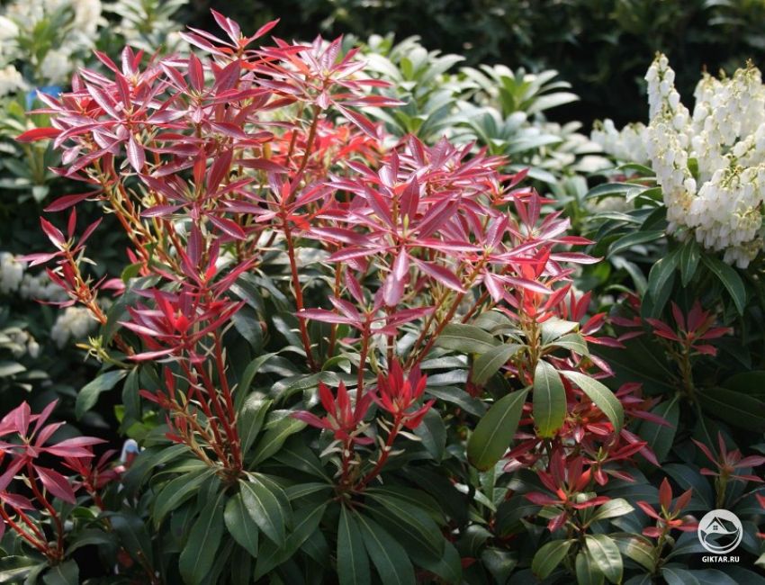 Пиерис японский: Сорт Mountain Fire (Моунтайн фаер) Пиерис японский: Сорт Mountain Fire (Моунтайн фаер).