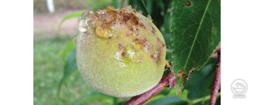 Болезни сливовых деревьев