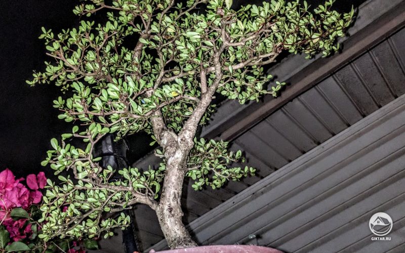 Черная олива или буцида