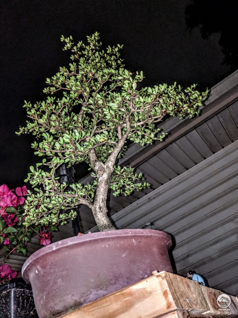 Черная олива или буцида