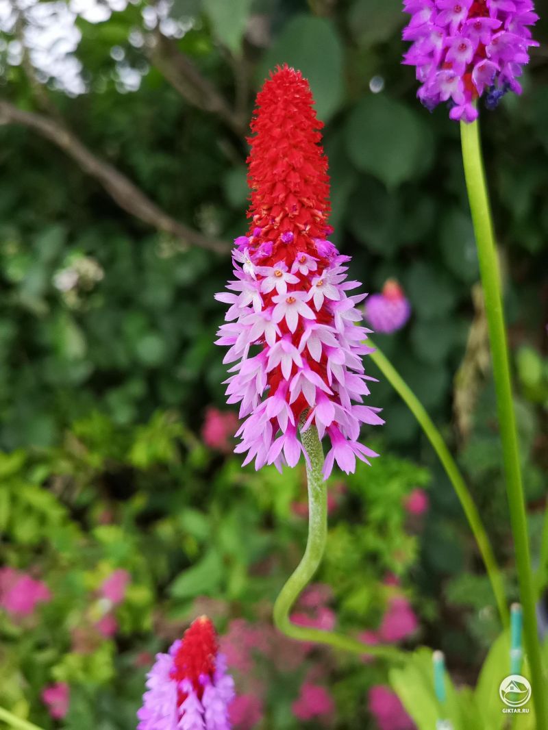 Очень Яркий Цветок.