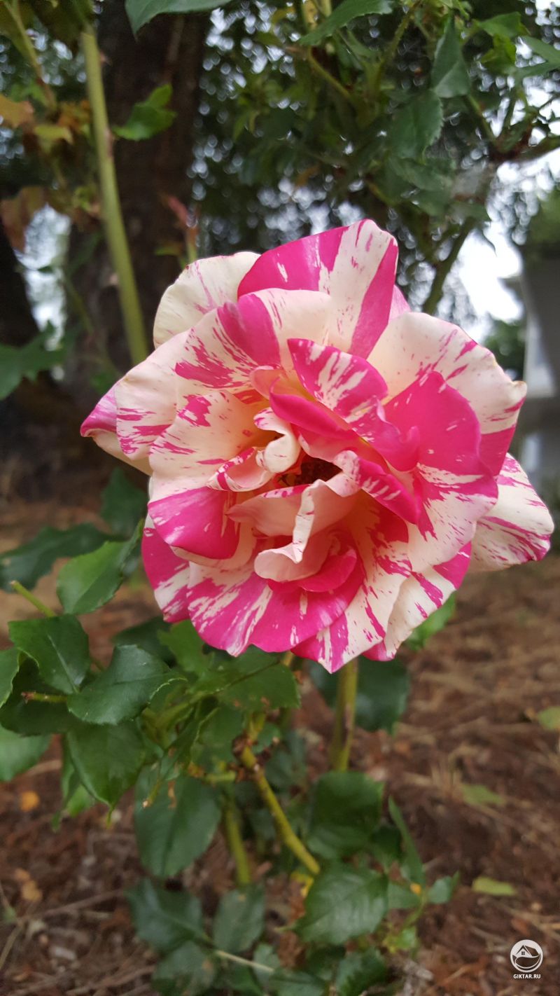 Приятный сюрприз в саду нашего нового дома: двухцветная роза.