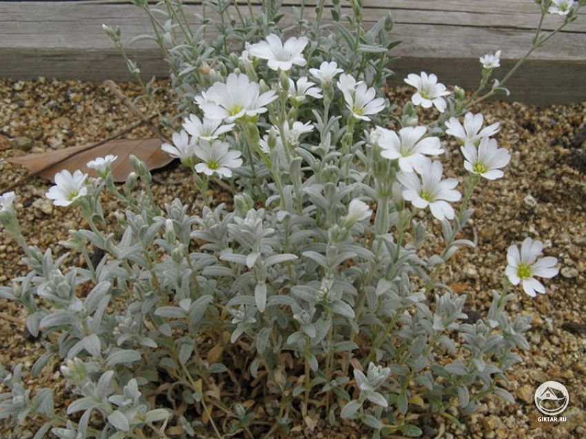 ясколка войлочная ясколка войлочная