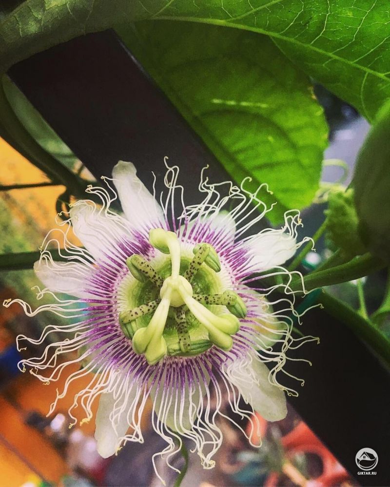 Маракуйя цветет