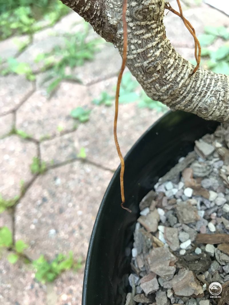 Воздушные корни моего фикуса сморощились после пересадки