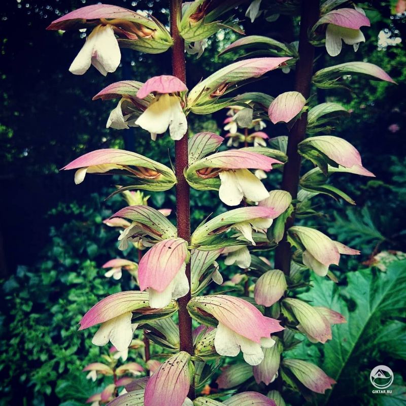 Акант колючий