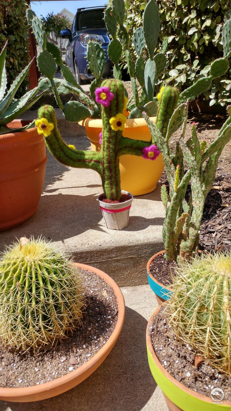 Мои кактусы греются на солнышке и не подозревают о подставе.