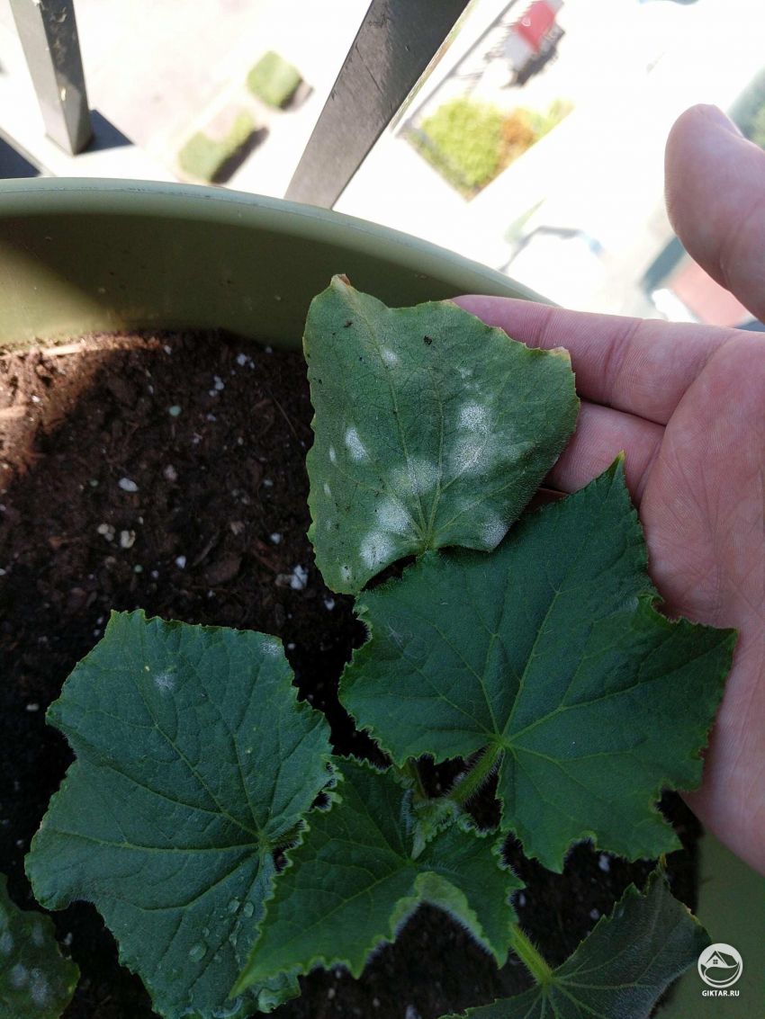 Чем заболел мой огурец?