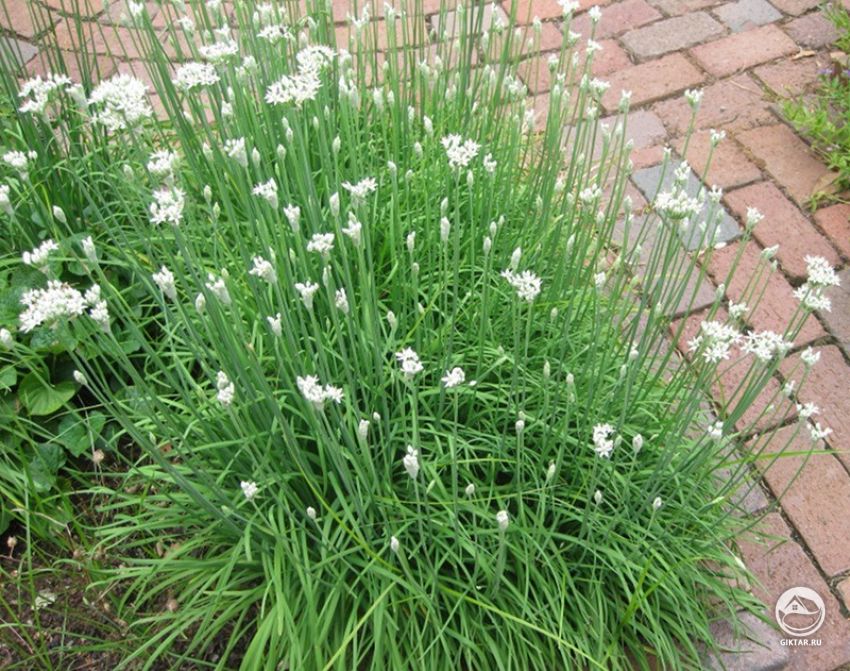 Лук ветвистый (джусай). ЦВетение Лук ветвистый (джусай). Цветение