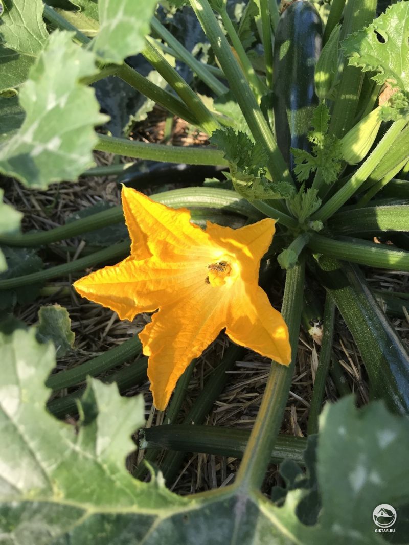 Утреннее цветение кабачка и несколько счастливых пчелок на нем