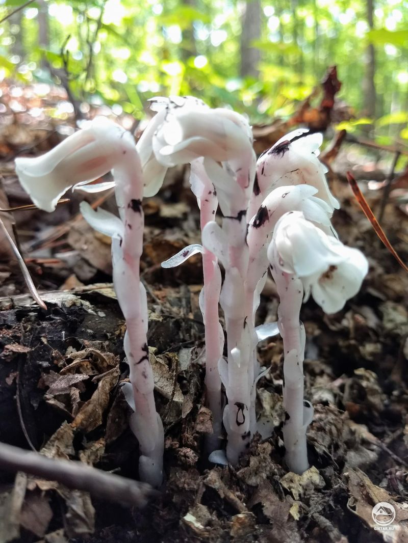 Подъельник одноцветковый