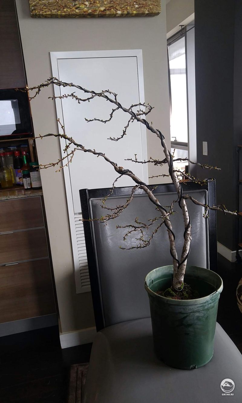 Лиственница, перенаправление ветвей.