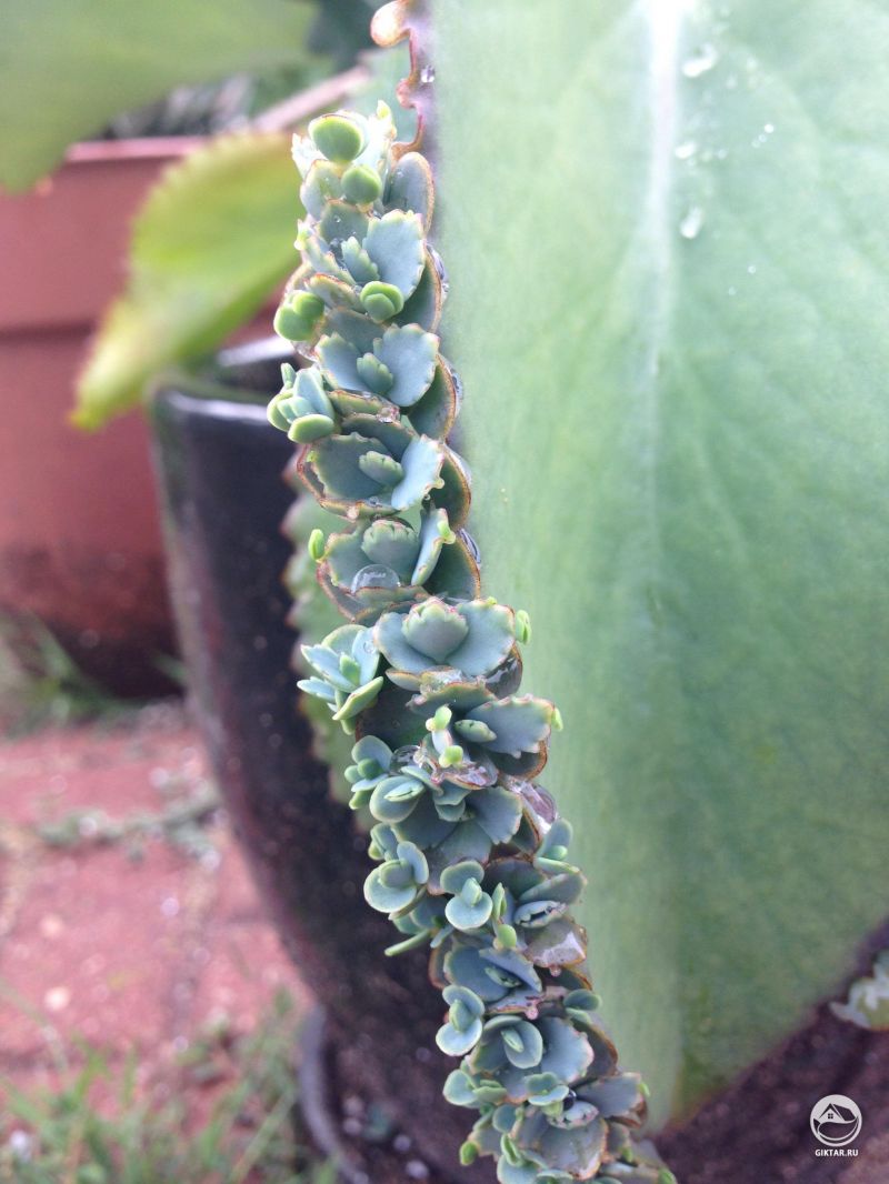 Каланхое Дегремона  - мать миллионов и ее дети делают детей после утреннего дождя.