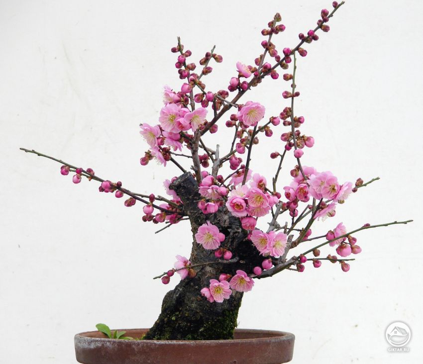 Сакура бонсай Сакура дерево-бонсай