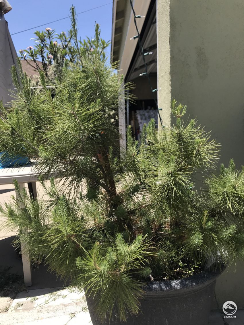 Могу ли я сделать из это сосны бонсай ? бонсай и ь идеи для моего первого шага?