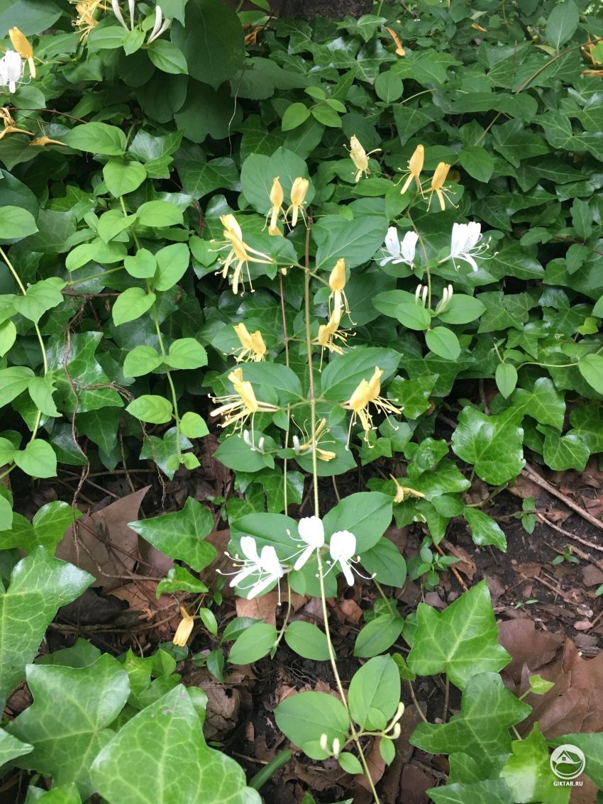 Можете ли вы помочь мне идентифицировать это растение?