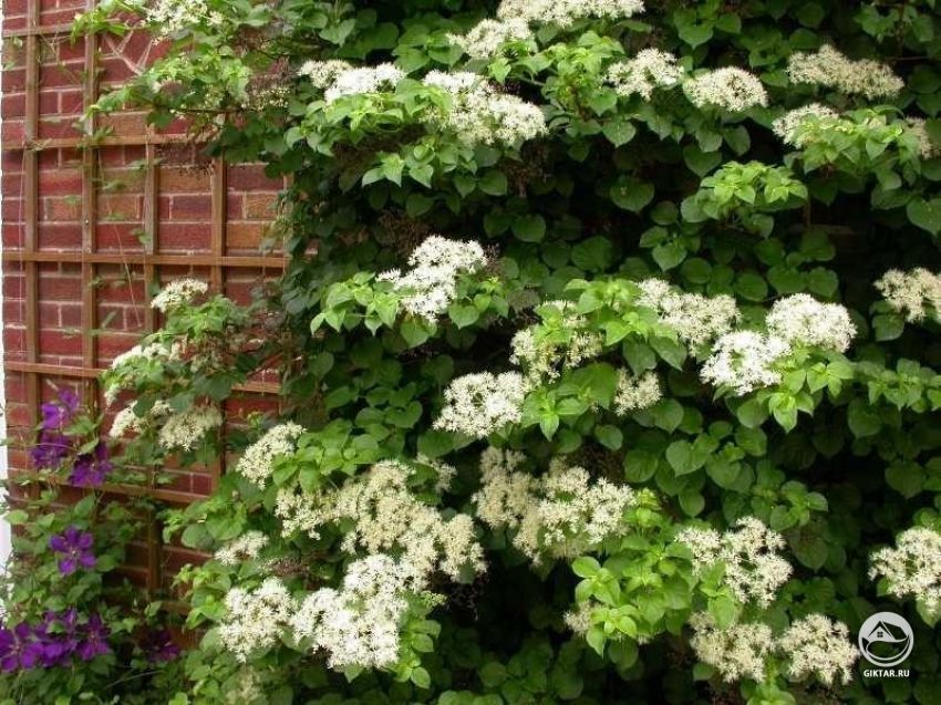 Черешковая гортензия, вьющаяся по опоре Черешковая гортензия, вьющаяся по опоре