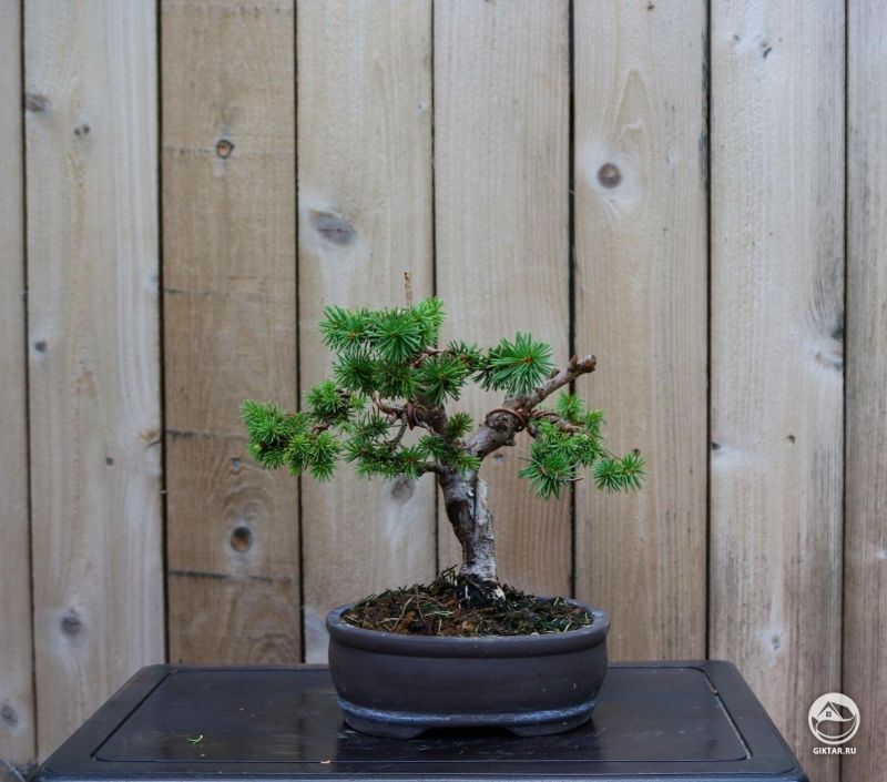 Норвежская ель - бонсай под старину