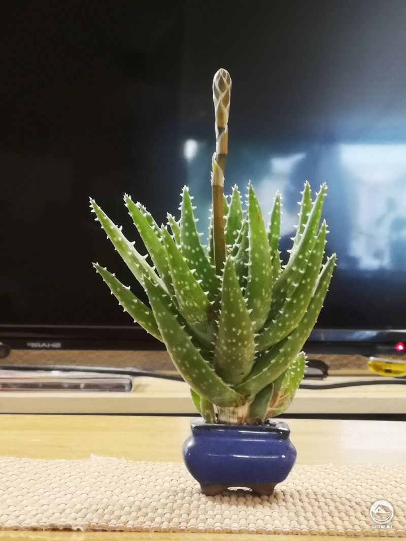 Алоэ благородный