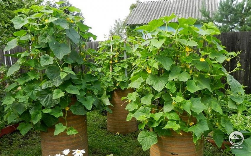 выращивание огурцов в бочках выращивание огурцов в бочках
