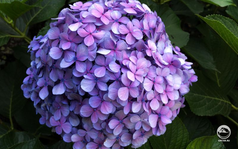 Гортензия голубая