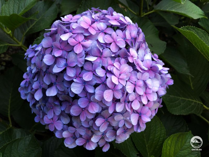 Гортензия голубая