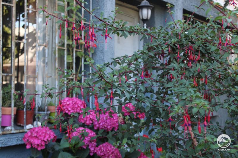 Фуксия магеланика