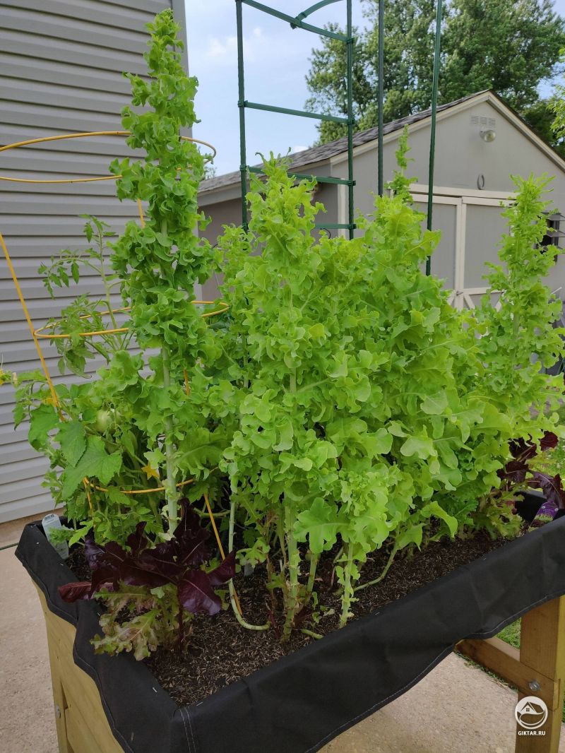 Когда салат пошел в ботву ...