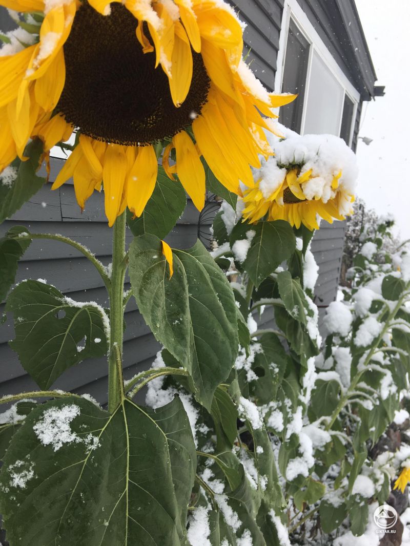 Подсолнухи под снегом