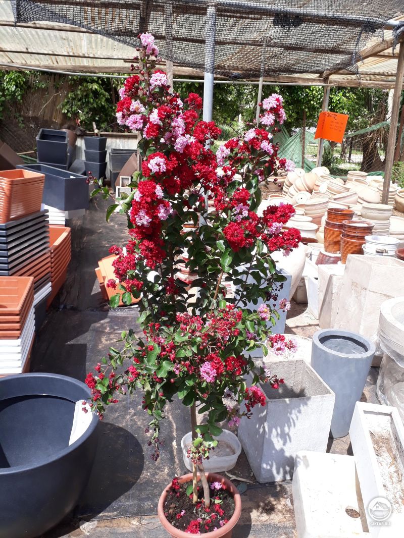 Лагерстрёмия биколор