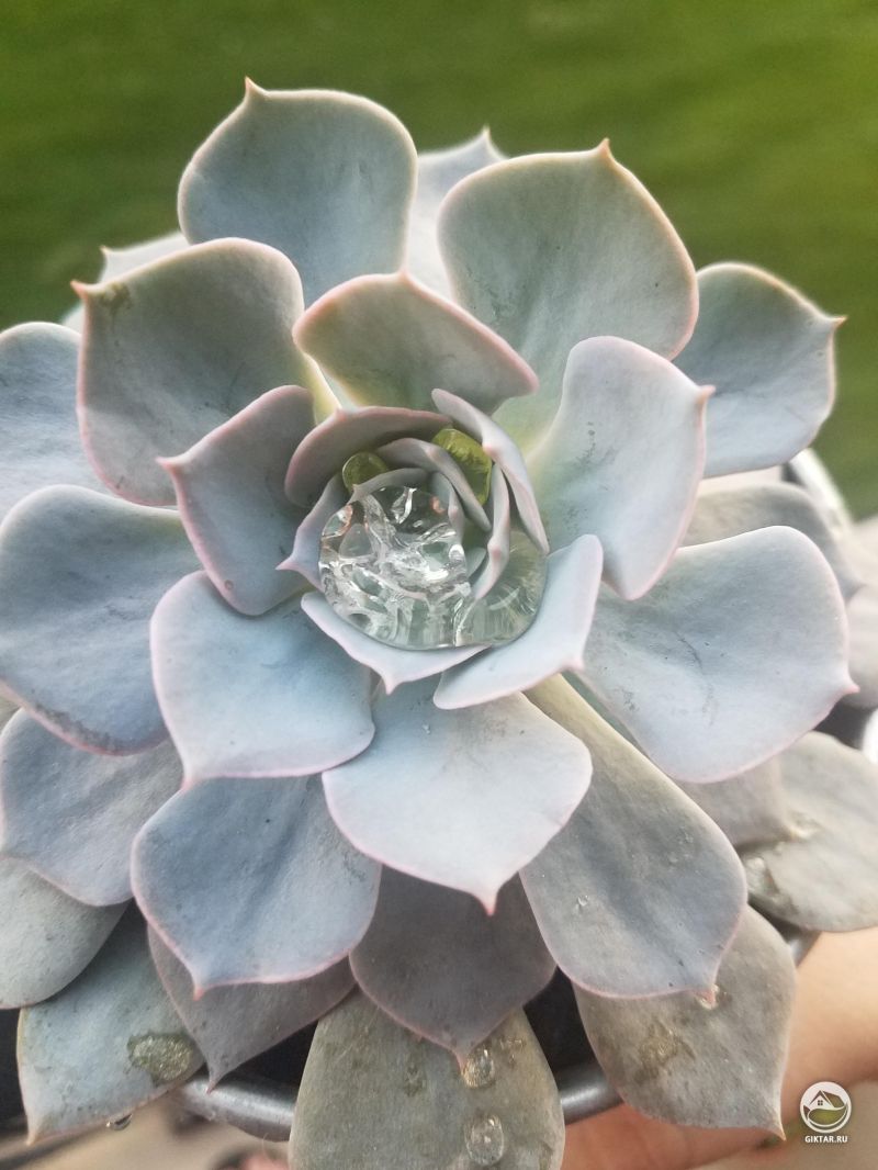 Aldi суккулент.