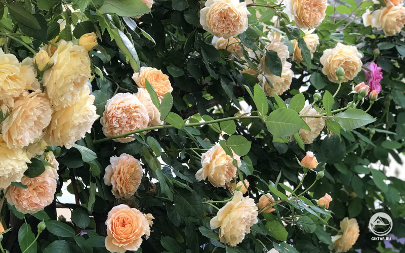 Кустовая роза с светло-персиковыми цветками