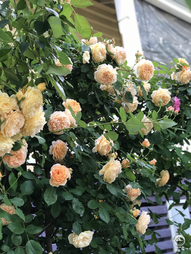 Кустовая роза с светло-персиковыми цветками