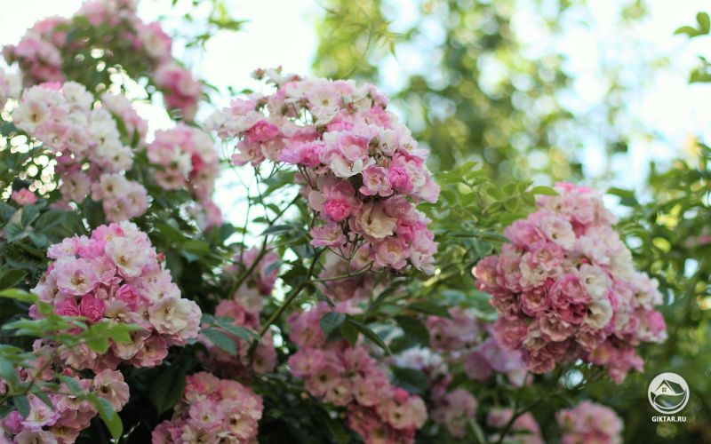 Моя плетистая роза великолепна в это время года