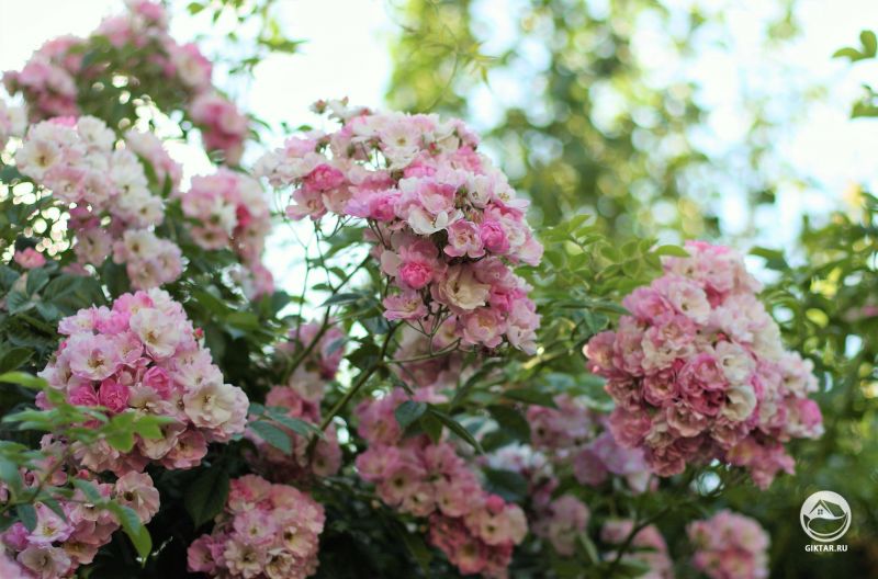 Моя плетистая роза великолепна в это время года