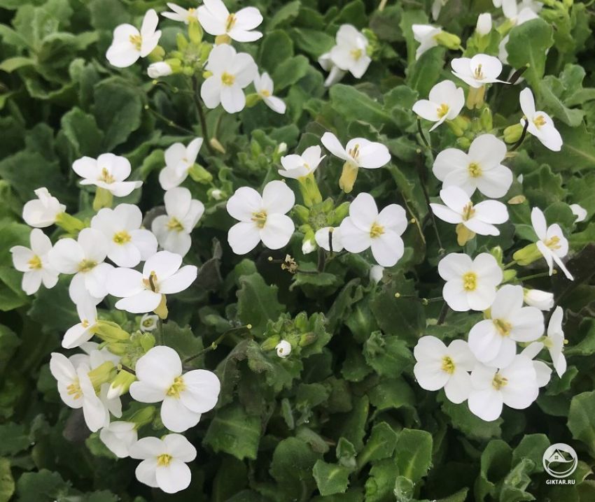 Арабис кавказский (Arabis caucasica) Арабис кавказский (Arabis caucasica)