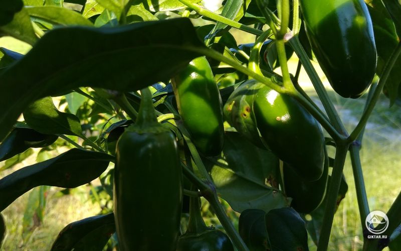 Перчики Халапеньо