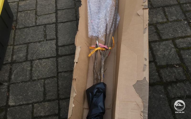 Впервые заказываю деревья с доставкой