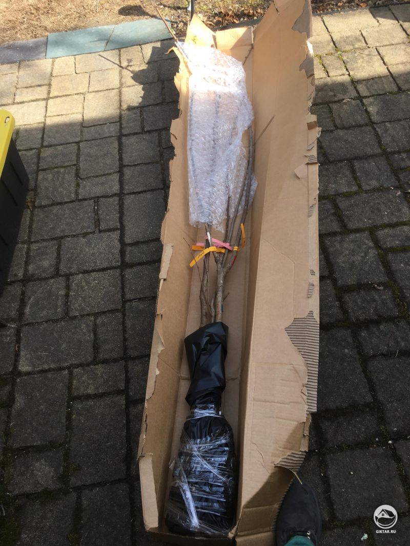 Впервые заказываю деревья с доставкой